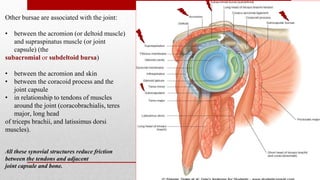 Other bursae are associated with the joint:
• between the acromion (or deltoid muscle)
and supraspinatus muscle (or joint
capsule) (the
subacromial or subdeltoid bursa)
• between the acromion and skin
• between the coracoid process and the
joint capsule
• in relationship to tendons of muscles
around the joint (coracobrachialis, teres
major, long head
of triceps brachii, and latissimus dorsi
muscles).
All these synovial structures reduce friction
between the tendons and adjacent
joint capsule and bone.
 