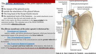The fibrous membrane of the joint capsule attaches
to:
 the margin of the glenoid cavity
 outside the attachment of the glenoid labrum
 The long head of the biceps brachii muscle
 the anatomical neck of the humerus – the medial attachment occurs
more inferiorly than the neck and extends onto the
shaft. In this region, the fibrous membrane is also loose or folded in the
anatomical position. This redundant area of the fibrous membrane
accommodates abduction of the arm.
The fibrous membrane of the joint capsule is thickened by:
• Glenohumeral Ligaments
superior, middle, and inferior glenohumeral ligaments, which pass between the
superomedial margin of the glenoid cavity to the lesser tubercle
• The Coracohumeral Ligament
superiorly between the base of the coracoid process and the greater tubercle of
the humerus
• The Transverse Humeral Ligament
between the greater and lesser tubercles of the humerus -this holds the
tendon of the long head of the biceps brachii muscle in the intertubercular sulcus
 