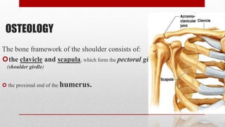 OSTEOLOGY
The bone framework of the shoulder consists of:
the clavicle and scapula, which form the pectoral girdle
(shoulder girdle)
 the proximal end of the humerus.
 