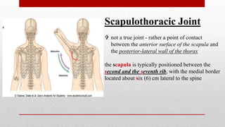Scapulothoracic Joint
 not a true joint - rather a point of contact
between the anterior surface of the scapula and
the posterior-lateral wall of the thorax
the scapula is typically positioned between the
second and the seventh rib, with the medial border
located about six (6) cm lateral to the spine
 