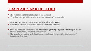TRAPEZIUS AND DELTOID
• The two most superficial muscles of the shoulder
• Together, they provide the characteristic contour of the shoulder
• the trapezius attaches the scapula and clavicle to the trunk.
• the deltoid attaches the scapula and clavicle to the humerus.
• Both the trapezius and deltoid are attached to opposing surfaces and margins of the
spine of the scapula, acromion, and clavicle.
• The scapula, acromion, and clavicle can be palpated between the attachments of
trapezius and deltoid.
 