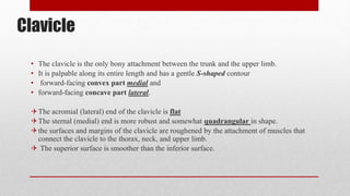 Clavicle
• The clavicle is the only bony attachment between the trunk and the upper limb.
• It is palpable along its entire length and has a gentle S-shaped contour
• forward-facing convex part medial and
• forward-facing concave part lateral.
The acromial (lateral) end of the clavicle is flat
The sternal (medial) end is more robust and somewhat quadrangular in shape.
the surfaces and margins of the clavicle are roughened by the attachment of muscles that
connect the clavicle to the thorax, neck, and upper limb.
 The superior surface is smoother than the inferior surface.
 