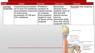 Muscle Origin Insertion Innervation Function
 