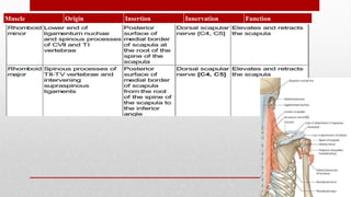 Muscle Origin Insertion Innervation Function
 
