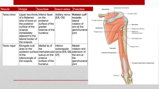 Muscle Origin Insertion Innervation Function
 