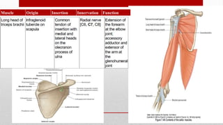 Muscle Origin Insertion Innervation Function
 