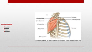 four rotator cuff muscles-
supraspinatus
Infraspinatus
Teres minor
Subscapularis
 
