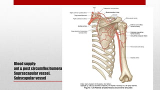 Blood supply:
ant & post circumflex humeral vessel.
Suprascapular vessel.
Subscapular vessel
 