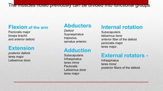 Internal rotation
Subscapularis
latissimus dorsi
anterior fiber of the deltoid
pectoralis major
teres major.
External rotators -
Infraspinatus
teres minor
posterior fibers of the deltoid.
Abductors
Deltoid
Supraspinatus
trapezius,
serratus anterior.
Adduction
Subscapularis
Infraspinatus
teres minor
Pectoralis
Latissimus dorsi
teres major
Flexion of the arm
Pectoralis major
biceps brachii
and anterior deltoid
Extension
posterior deltoid
teres major
Latissimus dorsi
The muscles noted previously can be divided into functional groups
 