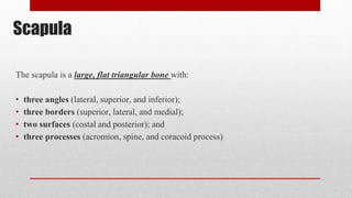 Scapula
The scapula is a large, flat triangular bone with:
• three angles (lateral, superior, and inferior);
• three borders (superior, lateral, and medial);
• two surfaces (costal and posterior); and
• three processes (acromion, spine, and coracoid process)
 