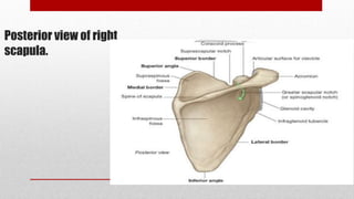 Posterior view of right
scapula.
 