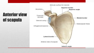 Anterior view
of scapula
 