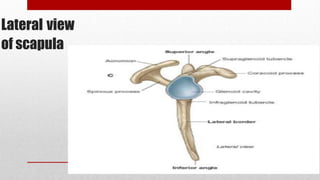 Lateral view
of scapula
 