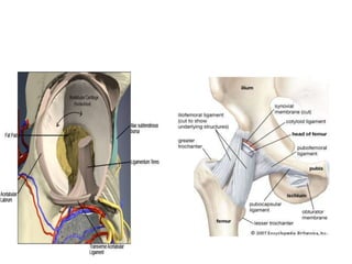 Dr. kamal kant   applied anatomy of hip