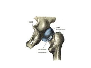 The transverse acetabular ligament
• Fibrous link from the inferior acetabular notch that
connects the anteroinferior and ...
