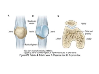 Terminal J Sign Dr. anurag applied anatomy of knee | PPTX