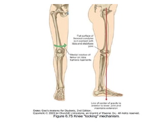 Terminal J Sign Dr. anurag applied anatomy of knee | PPTX