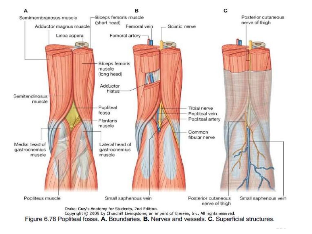 Dr. anurag applied anatomy of knee