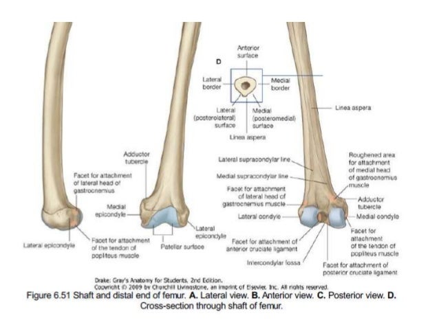Dr. anurag applied anatomy of knee