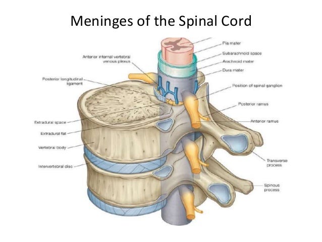 spinal cord and applied aspects of spine