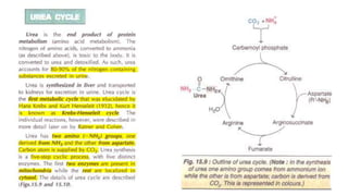 Dr. Prabhakar Singh SEM-III_Metabolism of Protein and Amino Acids