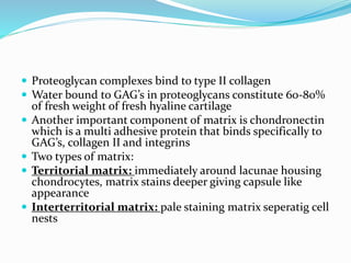  Proteoglycan complexes bind to type II collagen
 Water bound to GAG’s in proteoglycans constitute 60-80%
of fresh weight of fresh hyaline cartilage
 Another important component of matrix is chondronectin
which is a multi adhesive protein that binds specifically to
GAG’s, collagen II and integrins
 Two types of matrix:
 Territorial matrix: immediately around lacunae housing
chondrocytes, matrix stains deeper giving capsule like
appearance
 Interterritorial matrix: pale staining matrix seperatig cell
nests
 