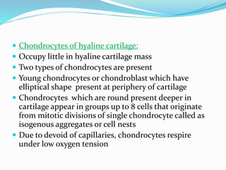  Chondrocytes of hyaline cartilage:
 Occupy little in hyaline cartilage mass
 Two types of chondrocytes are present
 Young chondrocytes or chondroblast which have
elliptical shape present at periphery of cartilage
 Chondrocytes which are round present deeper in
cartilage appear in groups up to 8 cells that originate
from mitotic divisions of single chondrocyte called as
isogenous aggregates or cell nests
 Due to devoid of capillaries, chondrocytes respire
under low oxygen tension
 