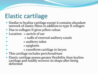 Elastic cartilage
 Similar to hyaline cartilage except it contains abundant
network of elastic fibres in addition to type II collagen
 Due to collagen II gives yellow colour
 Location: > auricle of ear
 > walls of external auditory canals
 > auditory tubes
 > epiglottis
 > cuneiform cartilage in larynx
 This cartilage includes perichondrium
 Elastic cartilage posses greater flexibility than hyaline
cartilage and readily recovers its shape after being
deformed
 