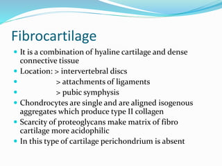 Fibrocartilage
 It is a combination of hyaline cartilage and dense
connective tissue
 Location: > intervertebral discs
 > attachments of ligaments
 > pubic symphysis
 Chondrocytes are single and are aligned isogenous
aggregates which produce type II collagen
 Scarcity of proteoglycans make matrix of fibro
cartilage more acidophilic
 In this type of cartilage perichondrium is absent
 