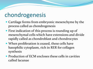 chondrogenesis
 Cartilage forms from embryonic mesenchyme by the
process called as chondrogenesis
 First indication of this process is rounding up of
mesenchymal cells which have extensions and divide
rapidly called as chondroblast and chondrocytes
 When proliferation is ceased, these cells have
basophilic cytoplasm, rich in RER for collagen
synthesis
 Production of ECM encloses these cells in cavities
called lacunae
 