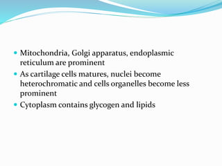  Mitochondria, Golgi apparatus, endoplasmic
reticulum are prominent
 As cartilage cells matures, nuclei become
heterochromatic and cells organelles become less
prominent
 Cytoplasm contains glycogen and lipids
 
