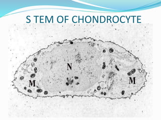 S TEM OF CHONDROCYTE
 