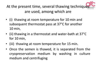 At the present time, several thawing techniques
are used, among which are
• (i) thawing at room temperature for 10 min and
subsequent thermostat pass at 37°C for another
10 min,
• (ii) thawing in a thermostat and water-bath at 37°C
for 10 min,
• (iii) thawing at room temperature for 15 min.
• Once the semen is thawed, it is separated from the
cryopreservation medium by washing in culture
medium and centrifuging
 