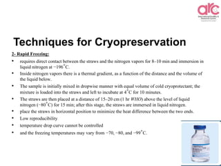 Techniques for Cryopreservation
2- Rapid Freezing:
• requires direct contact between the straws and the nitrogen vapors for 8–10 min and immersion in
liquid nitrogen at −196°C.
• Inside nitrogen vapors there is a thermal gradient, as a function of the distance and the volume of
the liquid below.
• The sample is initially mixed in dropwise manner with equal volume of cold cryoprotectant; the
mixture is loaded into the straws and left to incubate at 4°C for 10 minutes.
• The straws are then placed at a distance of 15–20 cm (1 hr WHO) above the level of liquid
nitrogen (−80°C) for 15 min; after this stage, the straws are immersed in liquid nitrogen.
• place the straws in horizontal position to minimize the heat difference between the two ends.
• Low reproducibility
• temperature drop curve cannot be controlled
• and the freezing temperatures may vary from −70, −80, and −99°C.
 