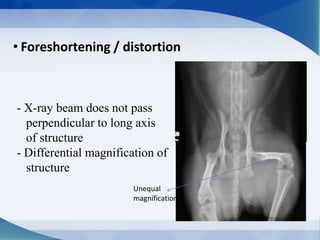 • Foreshortening / distortion
- X-ray beam does not pass
perpendicular to long axis
of structure
- Differential magnification of
structure
Unequal
magnification
 