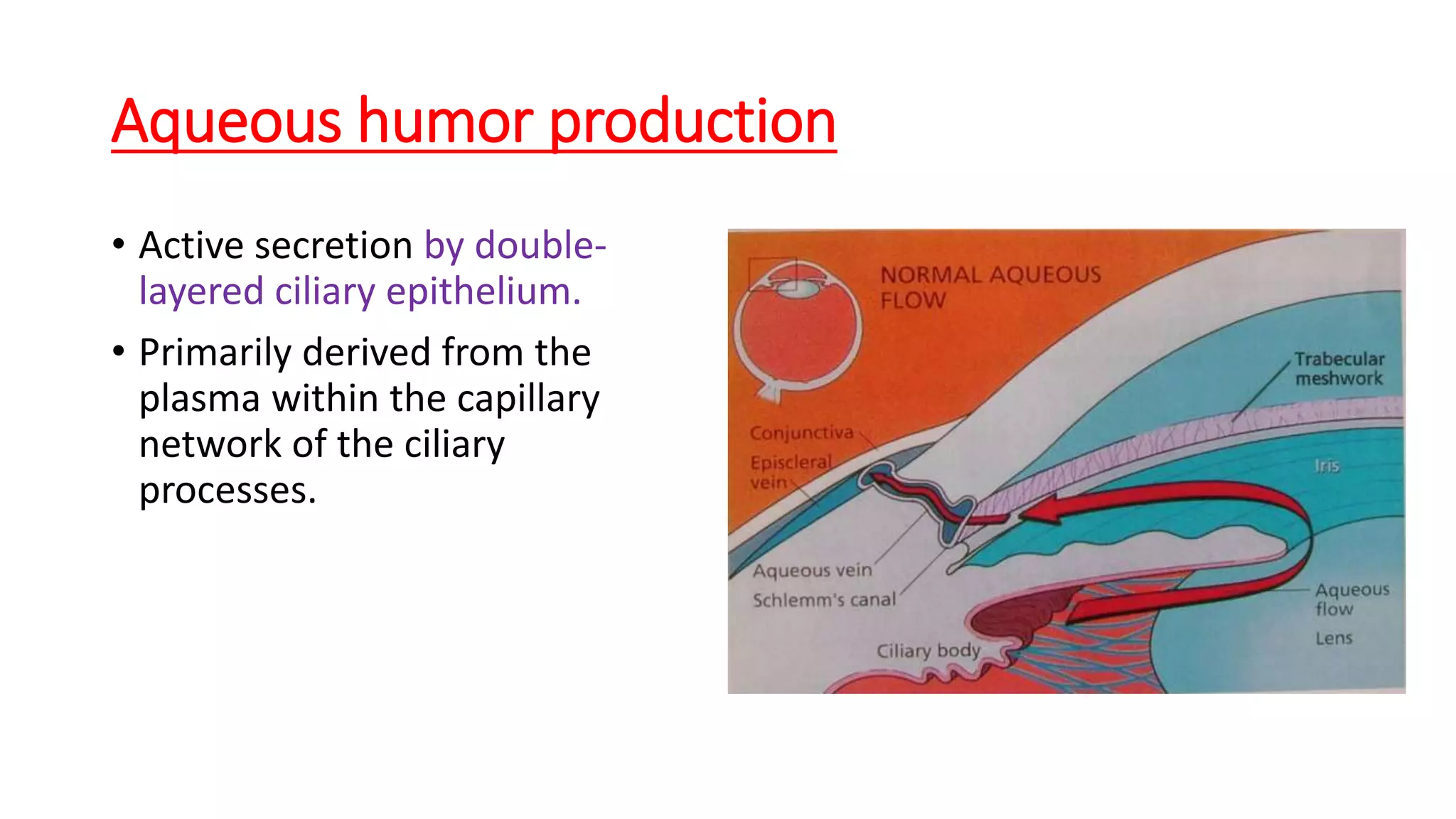 Aqueous humor production
• Active secretion by double-
layered ciliary epithelium.
• Primarily derived from the
plasma within the capillary
network of the ciliary
processes.
 