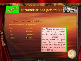 características generales
CLASIFICACION CIENTIFICA
Nombre científico: Capra Hircus
Reino Animalia
Filo: Chordata
Clase: Mammalia
Familia: Bovidae
La Alpina es una cabra
de altura y tamaño
medio, subhipermétrica
y logilínea o
sublongilínea. El peso
vivo de las hembras
oscila entre los 60 y 80
kilos y los machos entre
80 y 100 kilos.
 