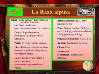 La Raza alpina
origen: cruza saanen y toggenburg de
los alpes franceses
 Cuernos: Puede o no
tener cuernos en forma de cimitarra.
 Orejas: Erguidas (cortas,
puntiagudas y dirigidas hacia
adelante) .
 Perfil: Es recto y órbita saliente.
 Ubre: Debe ser voluminosa, bien
insertada con la piel fina y suave,
con pezones largos.
 Color: Puede ser muy claro u
oscuro, castaño
agamuzado, negro con blanco
o café.
 Alzada: Hembras de 70 cm y
machos 80 cm.
 Peso: Adultos hembras 56 Kg (al
nacer 3.6 Kg) y adultos machos de
75 Kg (al destete 9.5 Kg).
 Porcentaje de grasa: 3.2 a 3.6 %.
 Aptitud: Producción de leche.
 Clima: Fríos.
 Sistema de
explotación: Estabulado o
intensivo.
 