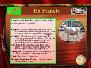 En Francia
Los colores de las cabras alpinas son descritos
en los siguientes términos:
Cooblanck: Literalmente quiere decir cuello
blanco con cuartos delanteros blancos y con
marcas blancas o negras sobre su cabeza.
Cooclair: Literalmente quiere decir cuello
claro los cuartos delanteros son blancos y la
unión de los cuartos son negros y con
manchas negras o grises en la cabeza.
Cou hoir: Literalmente quiere decir cuello
negro con cuartos pintados negros y la
unión de los cuartos en color blanco.
Sundgoow: Manchas blancas con negro bajo el
cuello y con tiras blancas en la cara.
Pigd: Manchadas o moteadas.
Broken chamoises: Un solo color siervo con
bandas de otro color.
 