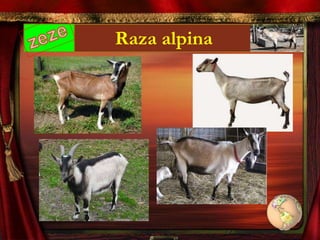 Raza alpina
 