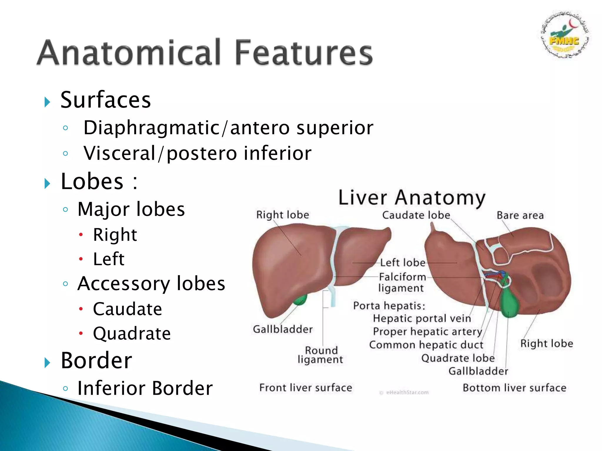 Anatomy of Liver Presentation | PPTX