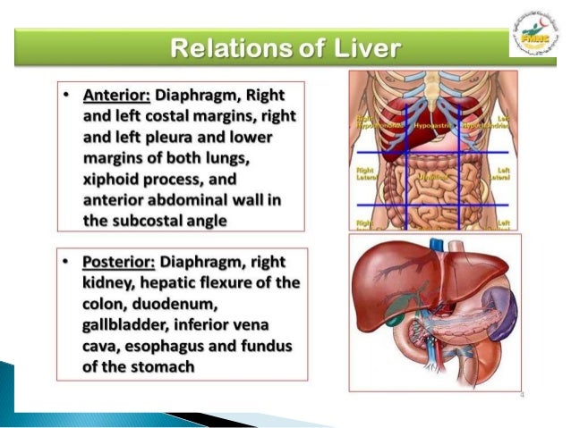 Liver Relations Diagram - Anatomy Liver And Gallbladder : The liver has