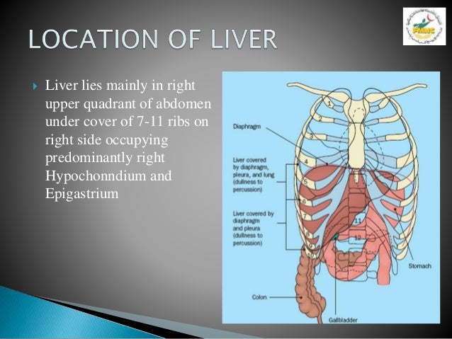 Anatomy of Liver Presentation