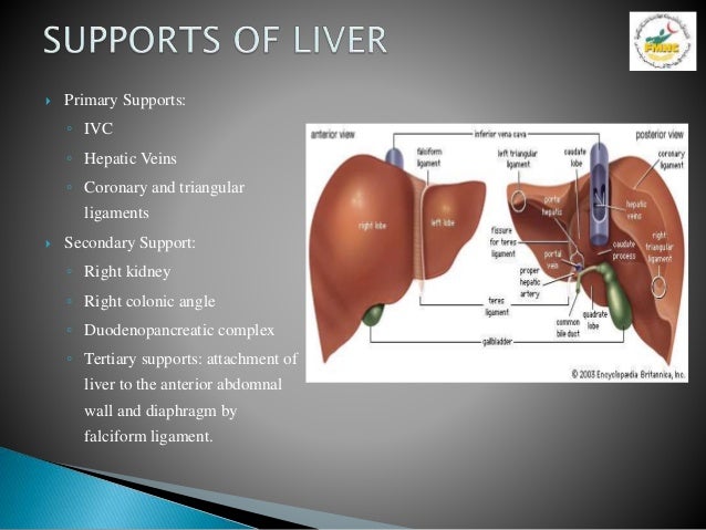 Anatomy of Liver Presentation