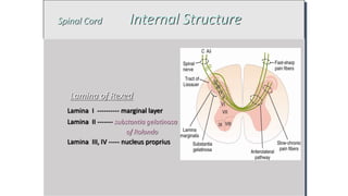 Rexed Laminae Function Pain pathway physiology- Dr. Anil babu Swarna | PPTX