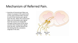 Referred Pain Explained Pain pathway physiology- Dr. Anil babu Swarna | PPTX