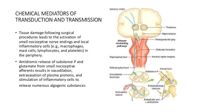 Pain pathway physiology Biology Diagrams