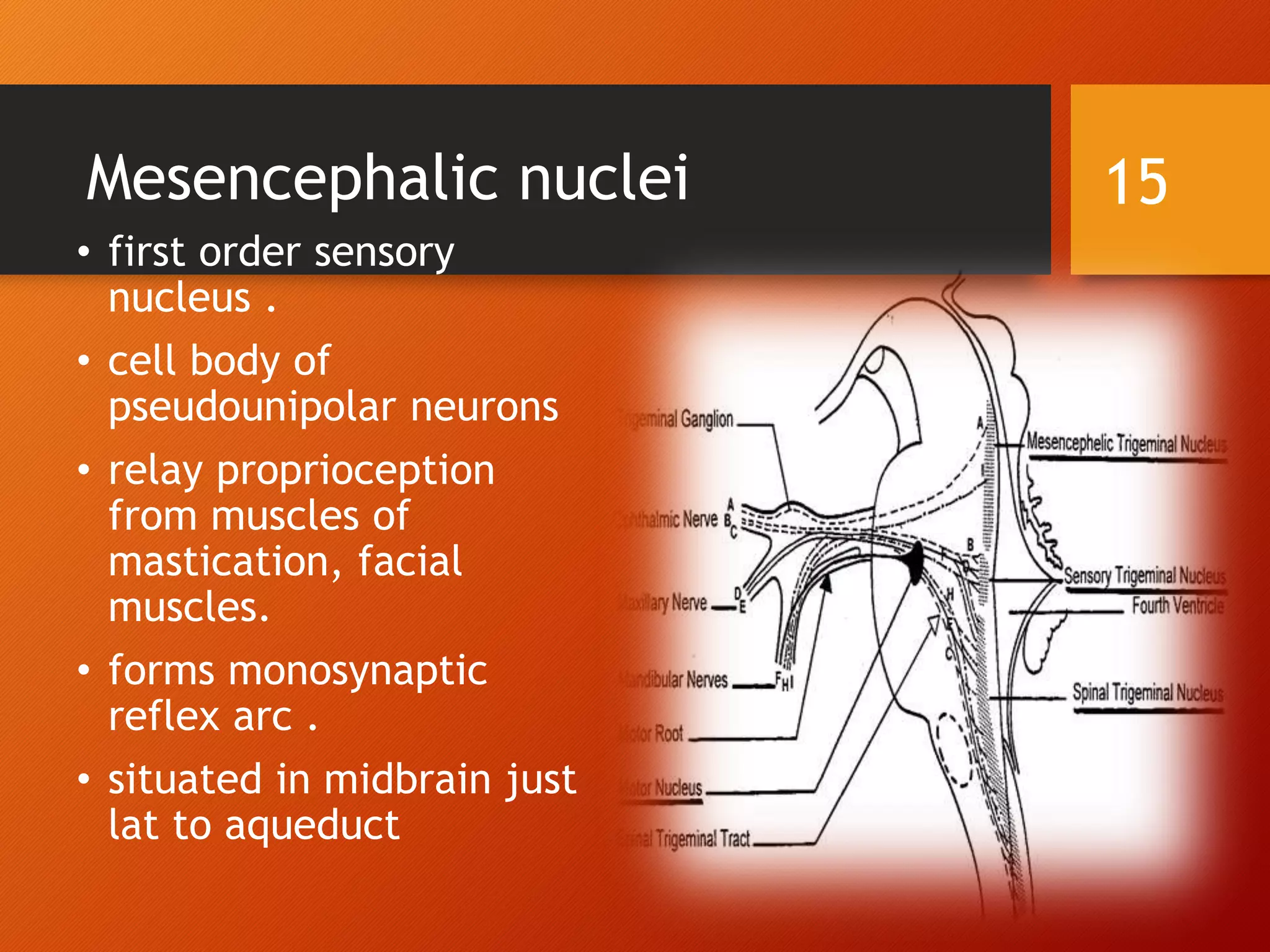 Mesencephalic nuclei
• first order sensory
nucleus .
• cell body of
pseudounipolar neurons
• relay proprioception
from muscles of
mastication, facial
muscles.
• forms monosynaptic
reflex arc .
• situated in midbrain just
lat to aqueduct
15
 
