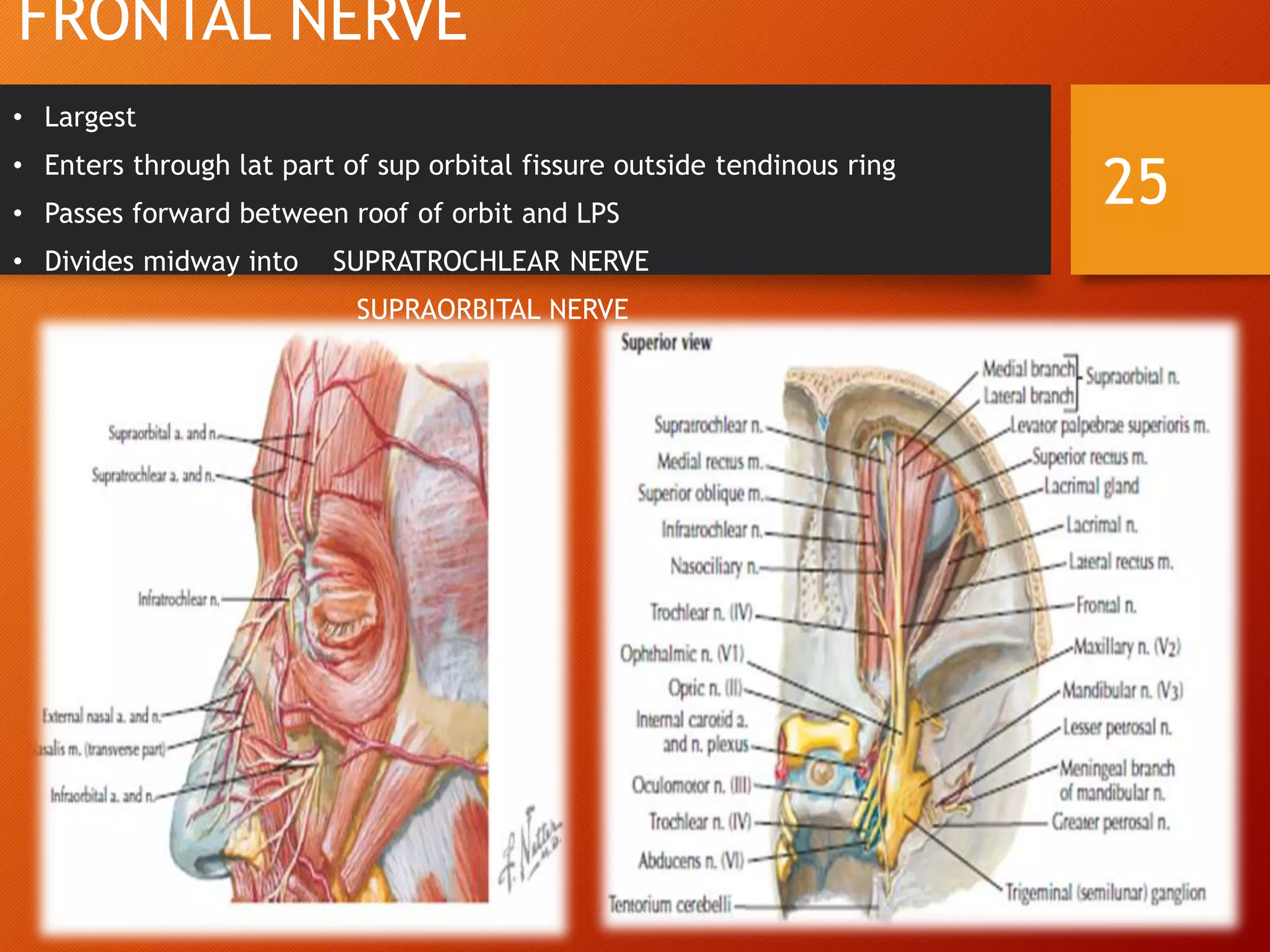 FRONTAL NERVE
• Largest
• Enters through lat part of sup orbital fissure outside tendinous ring
• Passes forward between roof of orbit and LPS
• Divides midway into SUPRATROCHLEAR NERVE
SUPRAORBITAL NERVE
25
 