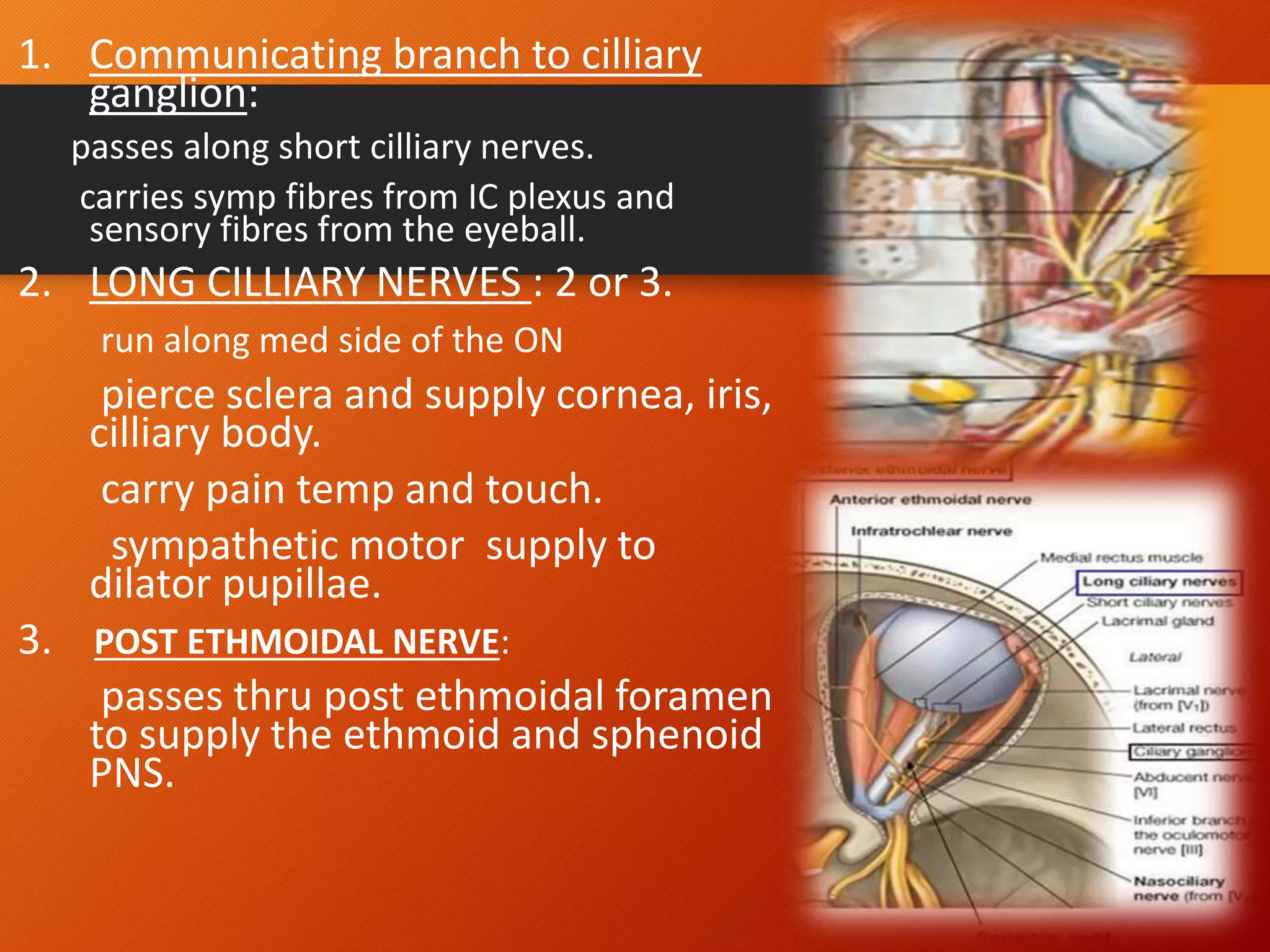 1. Communicating branch to cilliary
ganglion:
passes along short cilliary nerves.
carries symp fibres from IC plexus and
sensory fibres from the eyeball.
2. LONG CILLIARY NERVES : 2 or 3.
run along med side of the ON
pierce sclera and supply cornea, iris,
cilliary body.
carry pain temp and touch.
sympathetic motor supply to
dilator pupillae.
3. POST ETHMOIDAL NERVE:
passes thru post ethmoidal foramen
to supply the ethmoid and sphenoid
PNS.
28
 